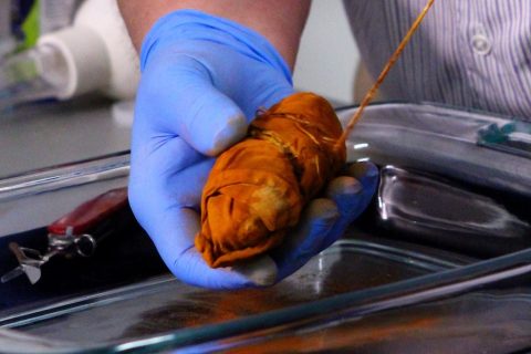 Gold Rush Nuggets From Fabled SS Central America Treasure | Coin